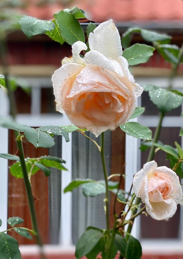 Flower Street スヴィチャス エクステリア 写真